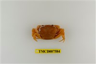 藏品(蔡氏澤蟹)的圖片